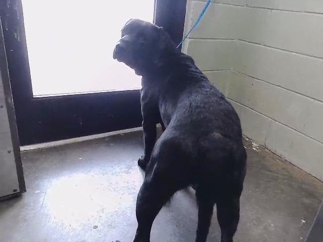 TINA - Labrador Retriever available for adoption