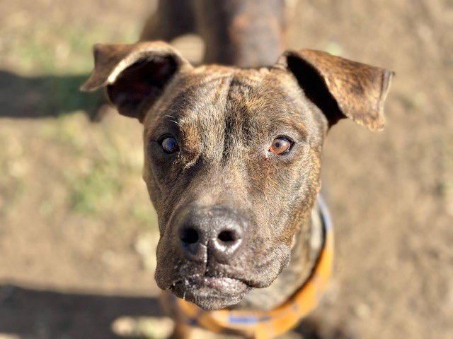 DEADPOOL - Pit Bull Terrier available for adoption