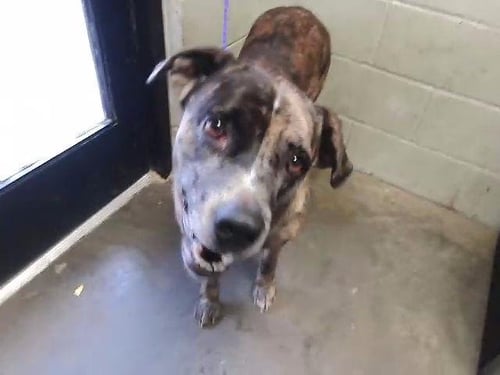 COOKIE - Pit Bull Terrier available for adoption