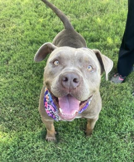 MRS. BROWN - Pit Bull Terrier available for adoption