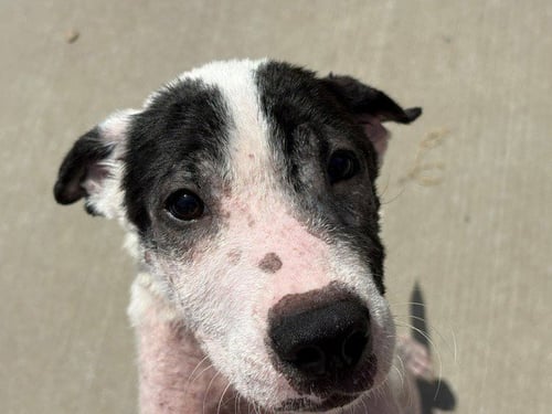 ABLE - Pit Bull Terrier available for adoption