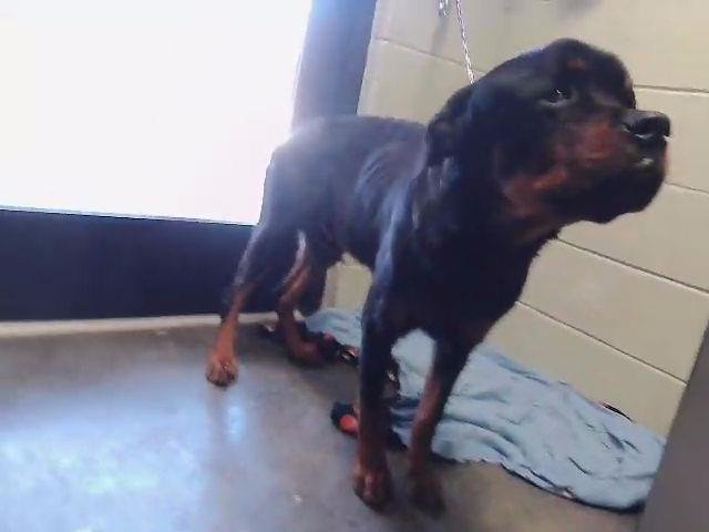BON IVER - Rottweiler available for adoption