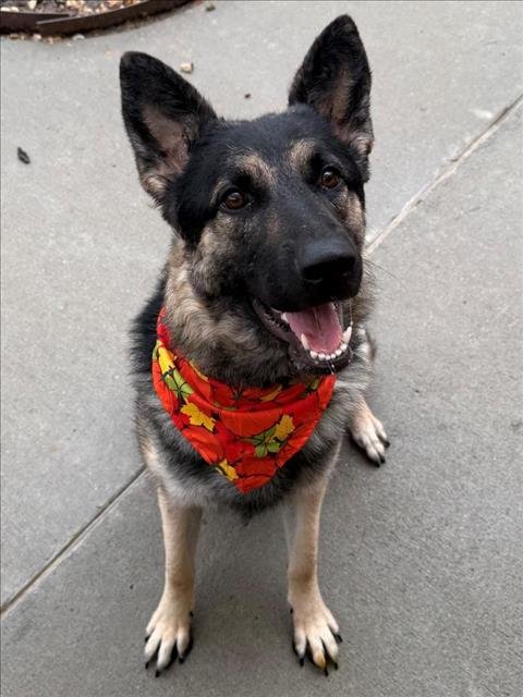 CASEY - German Shepherd Dog available for adoption