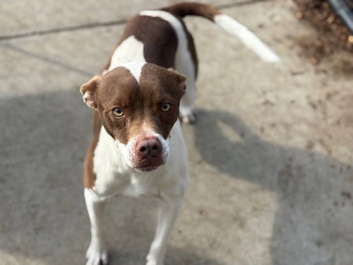 ROCKY - American Pit Bull Terrier available for adoption