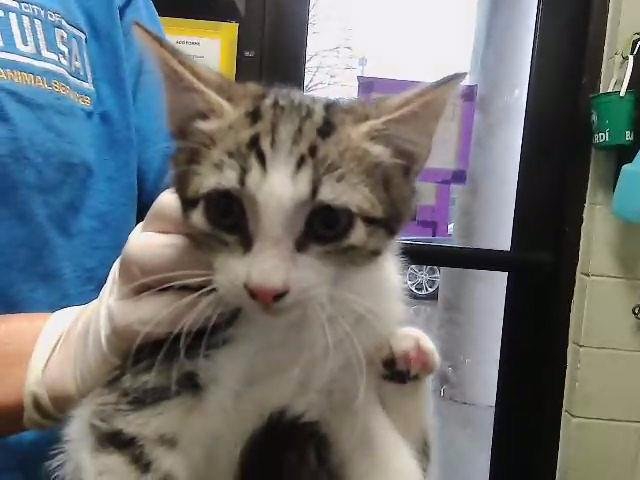 ARCHIE - Domestic Short Hair available for adoption