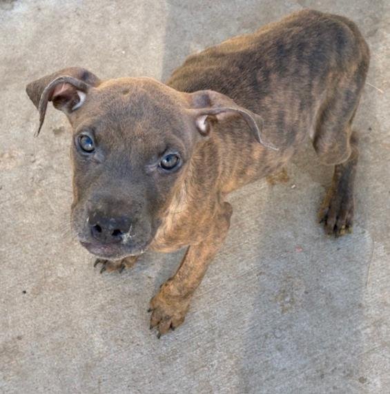 BATMAN - Pit Bull Terrier available for adoption