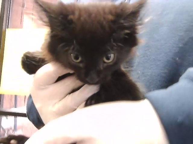 CLOUDY - Domestic Long Hair available for adoption