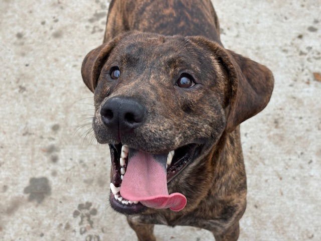 REX - Pit Bull Terrier available for adoption