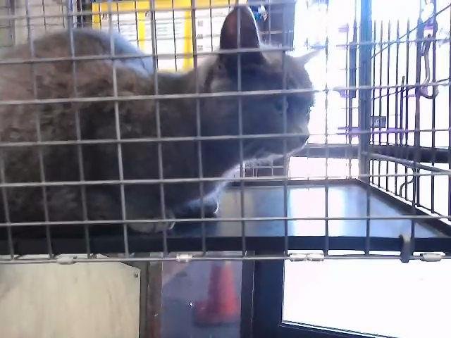 VIOLA - Domestic Short Hair available for adoption