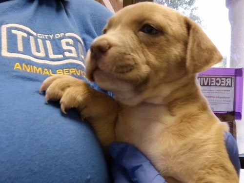 3 - Pit Bull Terrier available for adoption