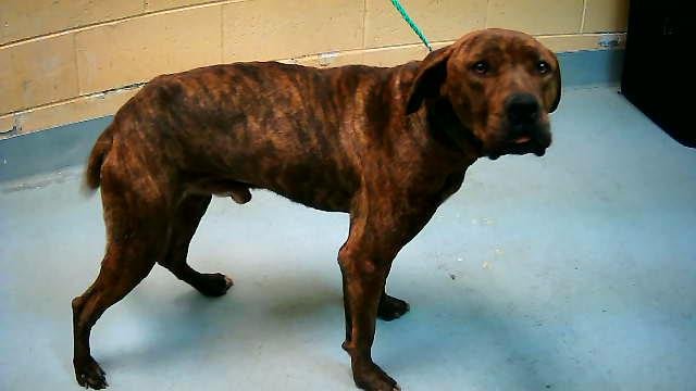 WESLEY - Pit Bull Terrier available for adoption