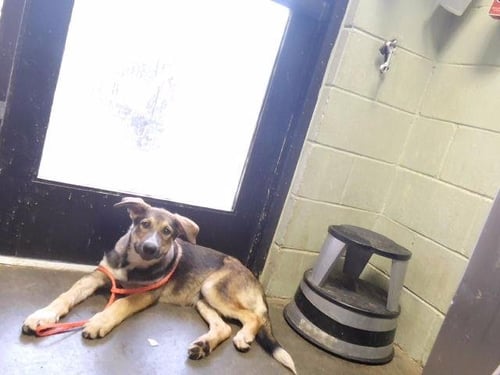CUSTARD - German Shepherd Dog available for adoption