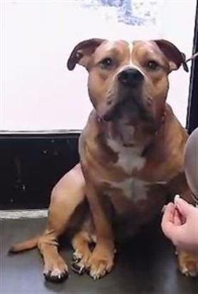 CHIP - Pit Bull Terrier available for adoption