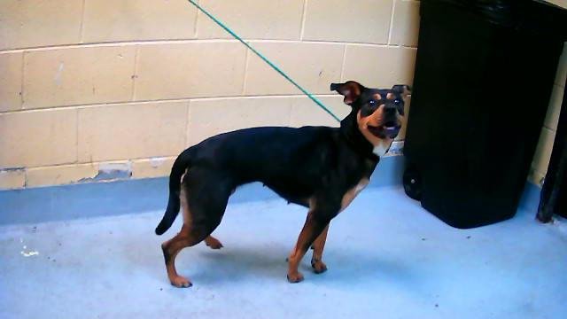 ROXIE - Rottweiler / Pit Bull Terrier available for adoption