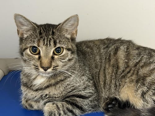 CHIP - Domestic Medium Hair available for adoption