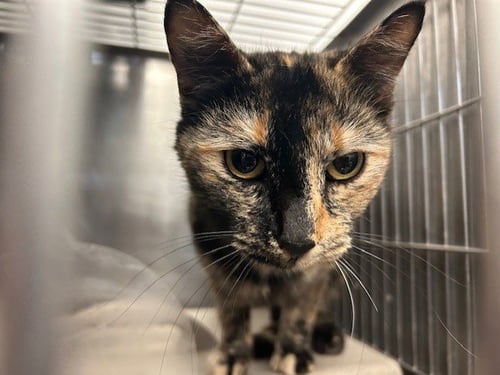 LUCKY - Domestic Short Hair available for adoption