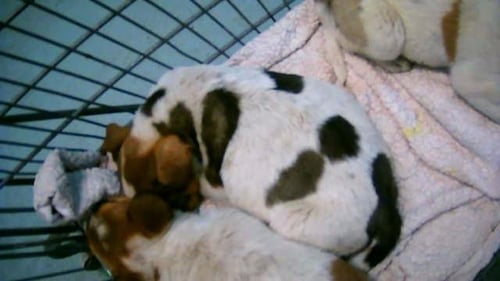 ROJO - Queensland Heeler available for adoption