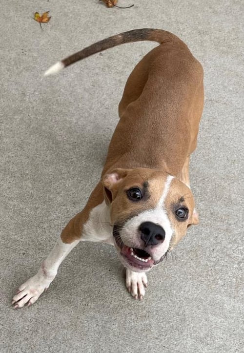 FRANNY - Pit Bull Terrier available for adoption