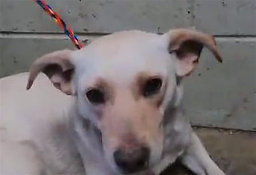 TULA - Labrador Retriever available for adoption