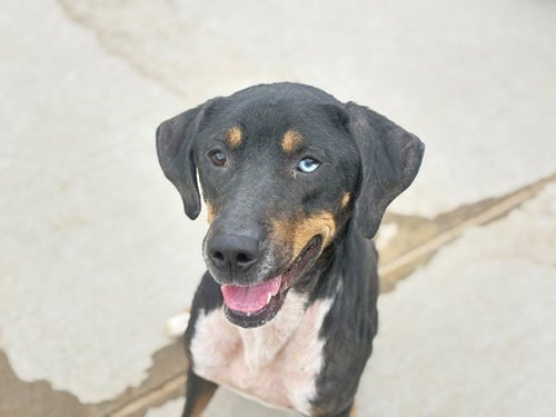 CLIFFORD - Bluetick Coonhound available for adoption
