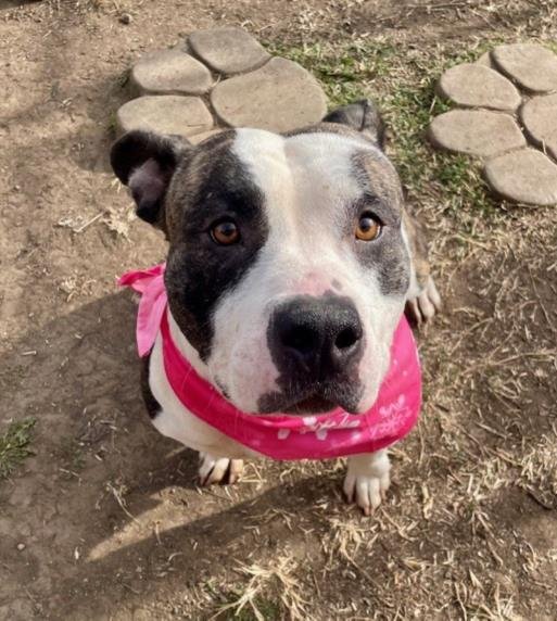 ADDY - Pit Bull Terrier available for adoption