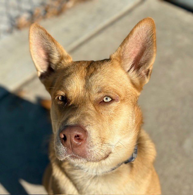 ROJO - Carolina Dog available for adoption