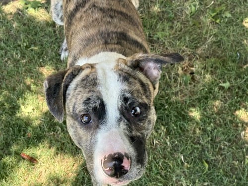 ROCKY - Australian Cattle Dog/Blue Heeler / Pit Bull Terrier available for adoption