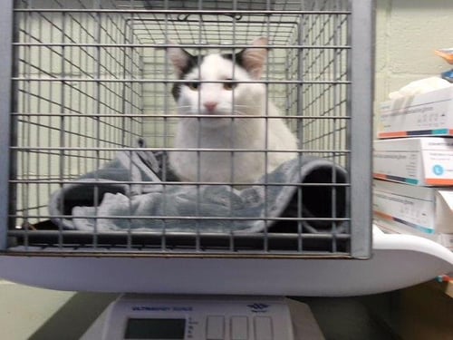 MOCHI - Domestic Short Hair for adoption in Broken Arrow
