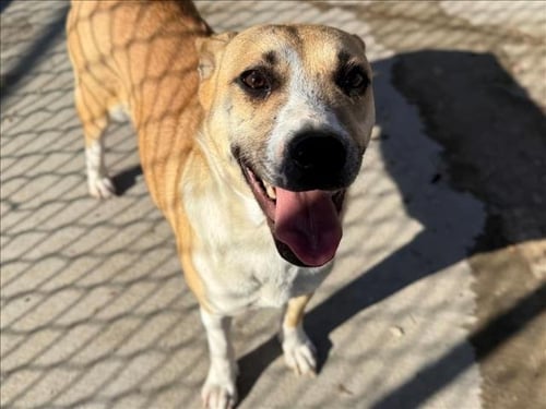 PEACHES - Labrador Retriever available for adoption