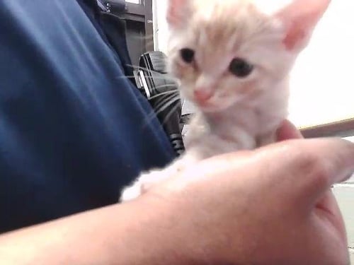 ROOSTER - Domestic Short Hair available for adoption