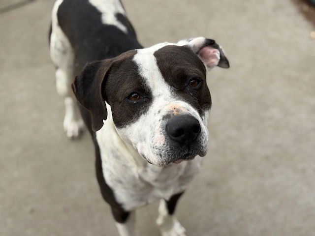 SPOT - Pit Bull Terrier available for adoption