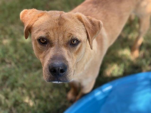 RAMEN - Labrador Retriever available for adoption