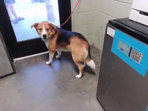 BUDDY - Labrador Retriever for adoption in Broken Arrow