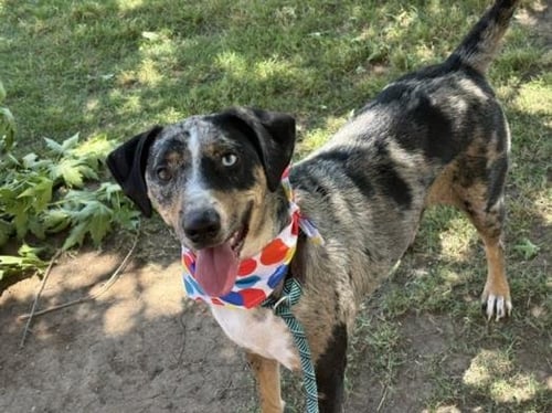 MISS EMOJI - Australian Cattle Dog/Blue Heeler available for adoption