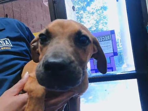 SUZIE - Pit Bull Terrier available for adoption