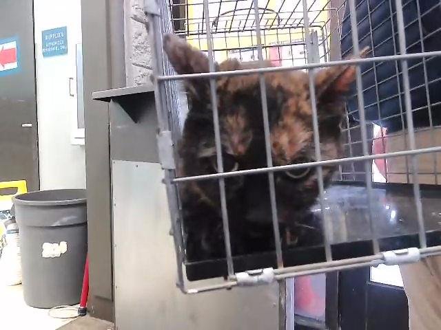 CINDER - Domestic Short Hair available for adoption