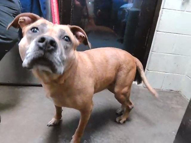 LIZZIE - Pit Bull Terrier available for adoption