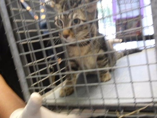 A184787 - Domestic Short Hair available for adoption