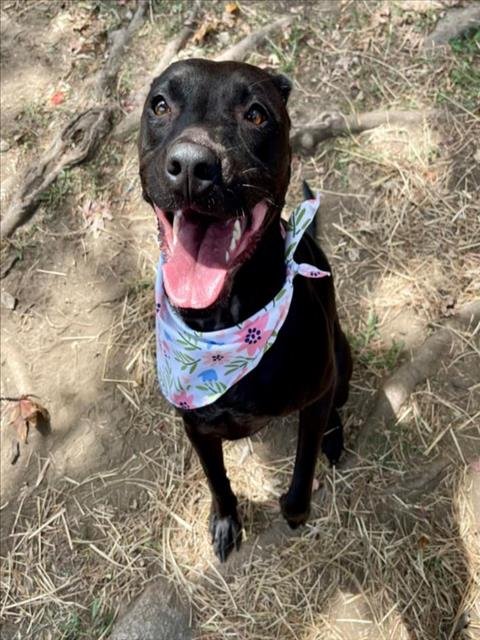 DIXIE - Labrador Retriever available for adoption