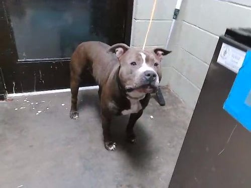 BLUE BOY - Pit Bull Terrier available for adoption