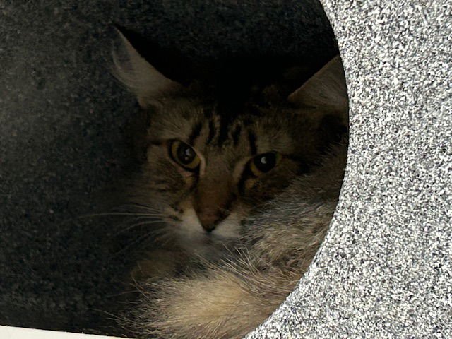 DARWINA - Domestic Short Hair available for adoption