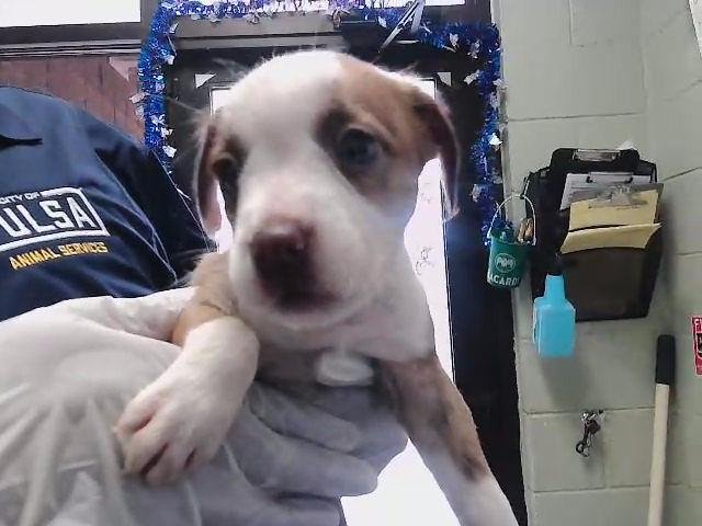 PRINCEE CHARMING - Parson Russell Terrier available for adoption