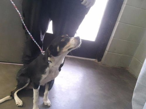 A184371 - Australian Cattle Dog/Blue Heeler available for adoption