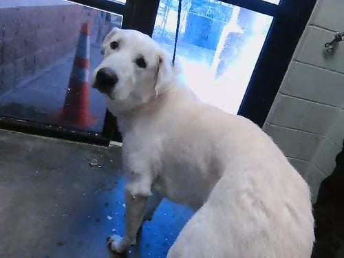 CLOVER - Great Pyrenees available for adoption