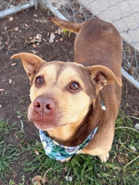 KRAVITZ - Pit Bull Terrier / Dachshund available for adoption