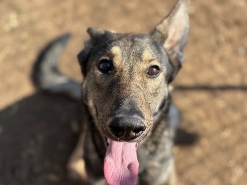 ISIS - German Shepherd Dog available for adoption