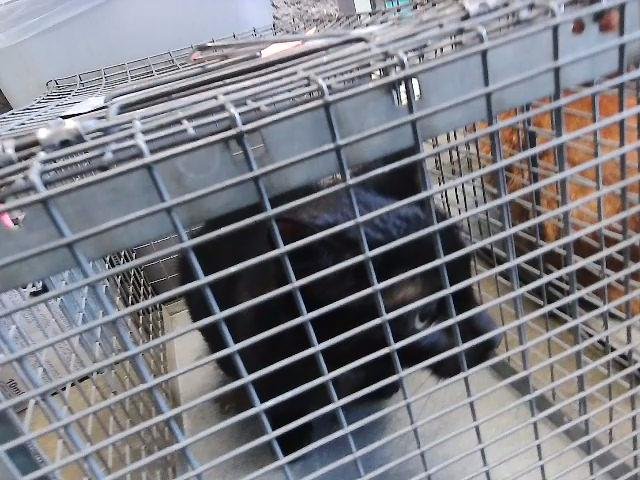 RALPHY - Domestic Short Hair available for adoption