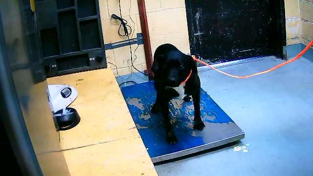 BB - Boxer / Pit Bull Terrier available for adoption