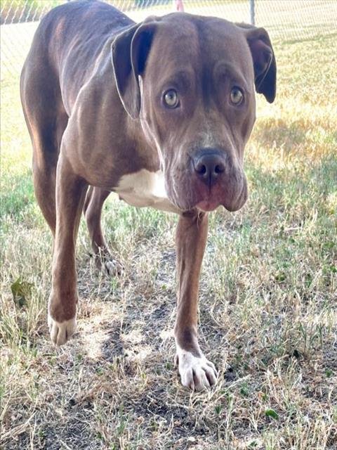 FI - Pit Bull Terrier available for adoption