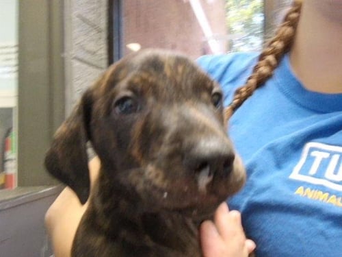 LIFE VEST - Pit Bull Terrier available for adoption
